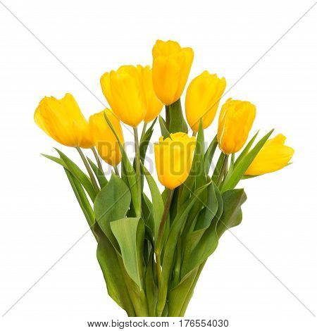 Bouquet of yellow tulips on a white background.
