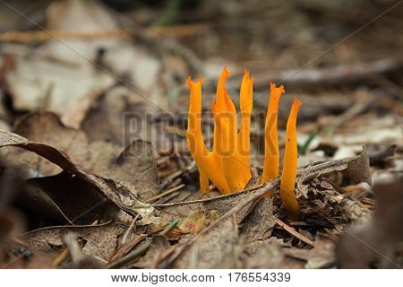 Yellow Antler Fungus - Calocera viscosa in forest