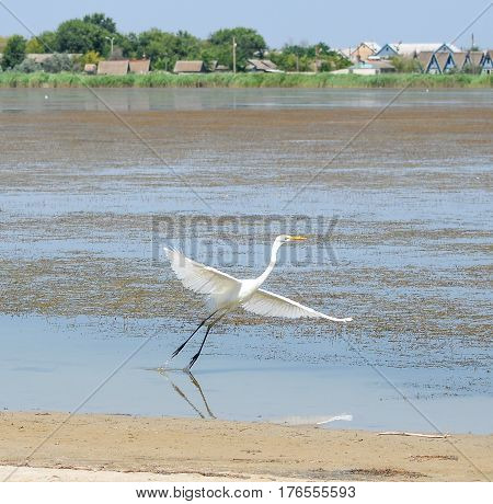 White crane bird flying near beautiful pond. Water bird and nature background. Snow white egret in the lake hunting for fish
