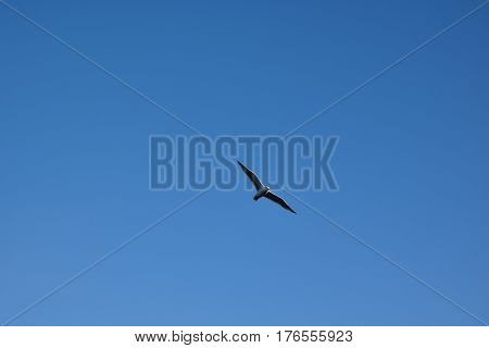 Photo flying bird in the blue sky