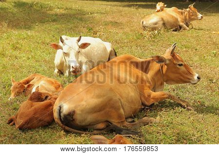 Vietnamese Cow On Pasture Lay With Culf