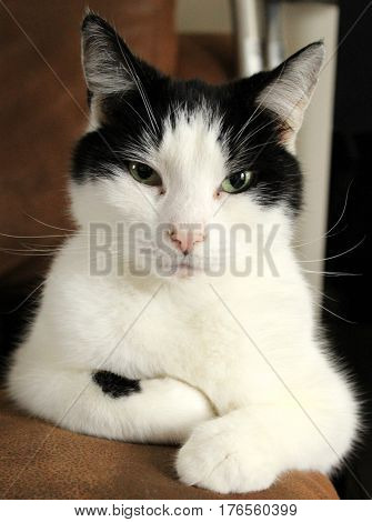 Black and white cat posing for portrait