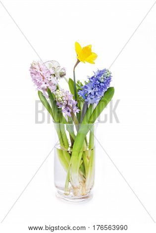 Spring flowers - hyacinth and narcissus on white background.