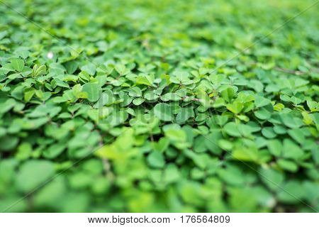 Close-up of fresh green leafs pattern and background