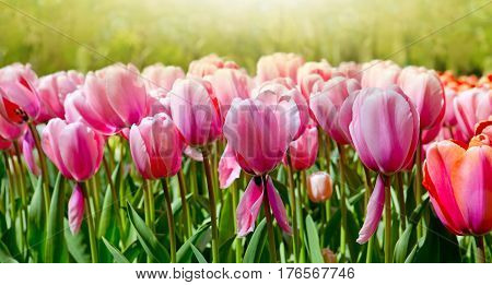 Beautiful pink tulips in the spring time.