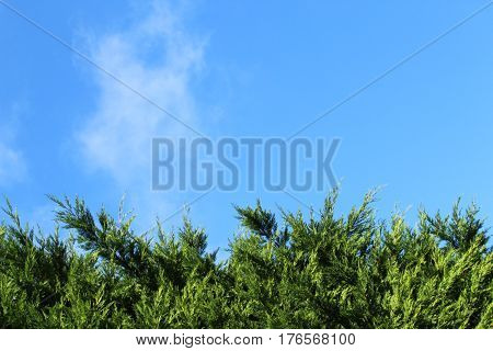 Looking up at the blue sky past tall evergreen hedge