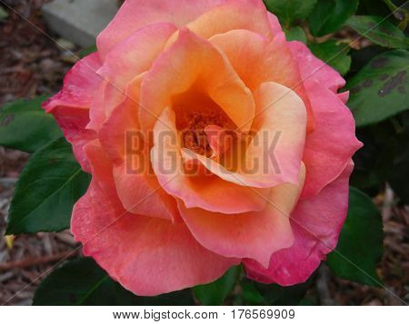 THIS IS A TEA ROSE IN BLOOM THEY ARE A FRAGRANT ROSE