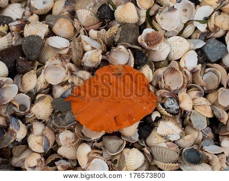 Fallen Orange Beech Leaf On Thousands Seashells, Empty Shell On Beach