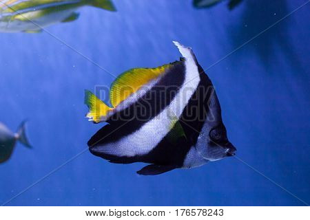 Red sea bannerfish close up heniochus acuminatus