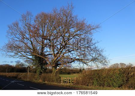 Country drive with blue skies and old trees