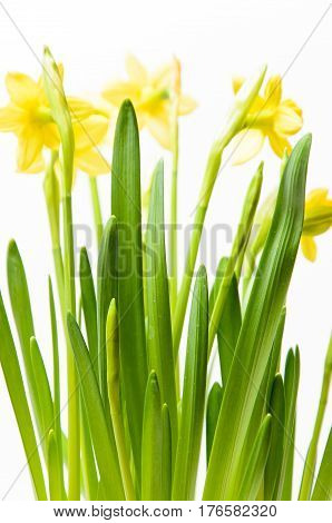 Rush daffodils (Narcissus jonquilla) in a pot on a white background