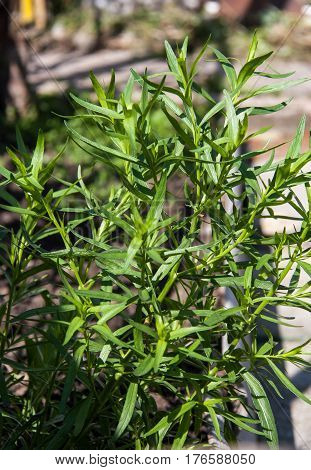 bush plants tarragon as background close up macro.