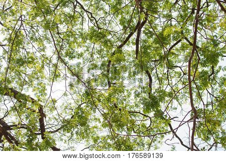 Green leaf background. Spring Sun Shining Through Canopy Of Tall Trees Woods. Sunlight In Forest, Summer Nature. Upper Branches Of Trees Background.