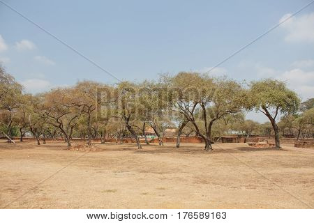 desert landscape with tree on a sunny summer day