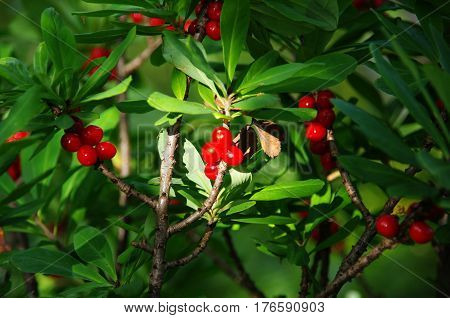Poisonous red fruits of Daphne mezereum .