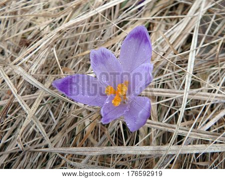 Beautiful purple spring flowers , saffron , crocus , (Crocus heuffelianus)