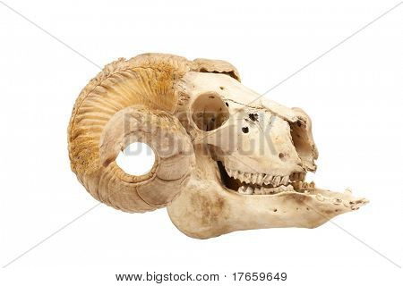 Profilo di teschio animale con corno grande isolato isolata on white