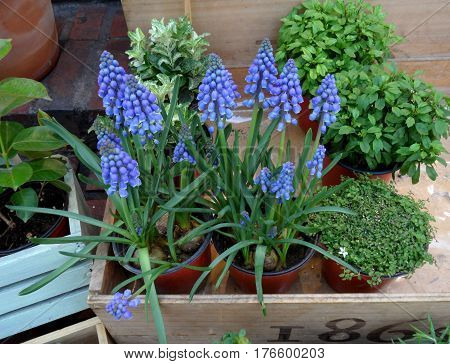 Bright color purple blooming Grape Hyacinth flowers with many mini plants in home garden