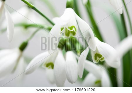 White lily of the valley in bouquet on white background