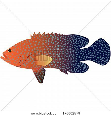 Coral Cod