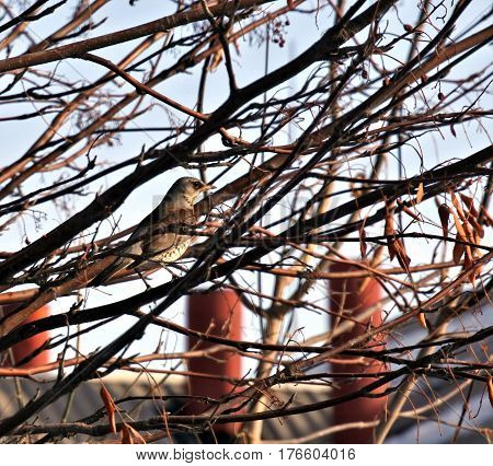 Fieldfare in a mountain ash. the Latin name of this bird - Turdus pilaris. It is not visible among the branches. Protective coloration helps him.