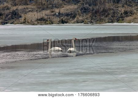 Beautiful White Swans In The Early Spring