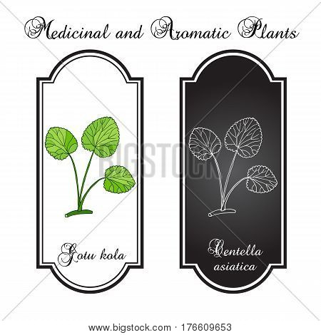 Gotu kola - medicinal plant. Hand drawn botanical vector illustration