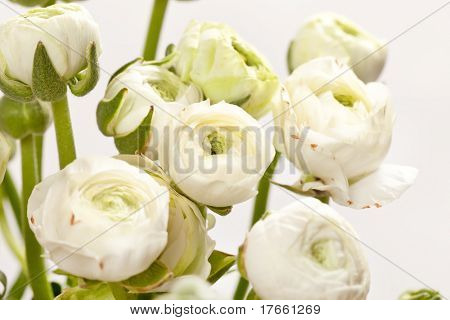 Ranuncolo bianco