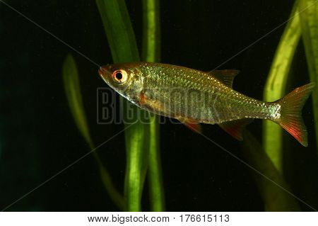 Common rudd Scardinius erythropthalmus fresh water fish