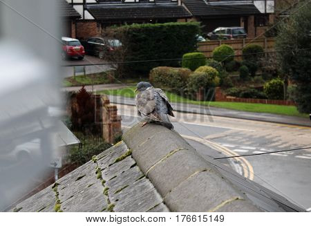 Pigeon sat on roof of suburban house