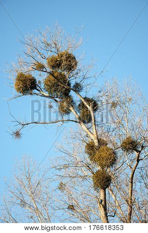 Mistletoe (Viscum album) is a parasite of trees. Here is on poplar trees in autumn around Litovel, Czech Republic