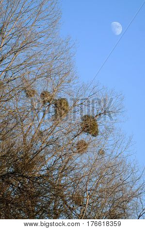 Mistletoe (Viscum album) is a parasite of trees. Here is on poplar trees in autumn around Litovel, Czech Republic