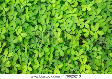 Arachis Glabrata / Rhizoma Perennial Peanut / Ornamental Peanut Grass