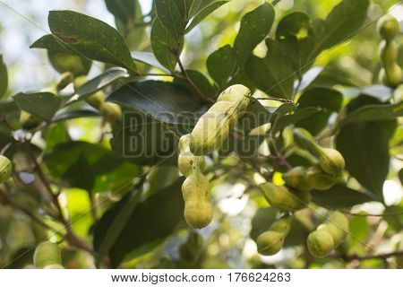 Peruvian Fruit Called Pacay (inga Feuilleei)