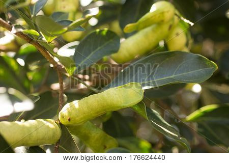 Peruvian Fruit Called Pacay (inga Feuilleei)