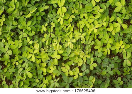 Arachis Glabrata / Rhizoma Perennial Peanut / Ornamental Peanut Grass