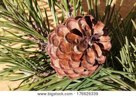 Macro Of A Dry Pine Cone With Pine Needles