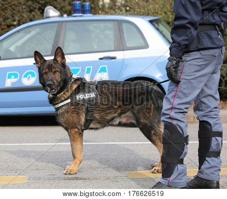 Italian Police Dog While Patrolling The City Streets Before The