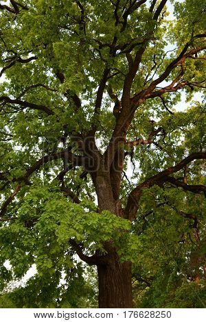 Majestic green crown of secular oak close-up