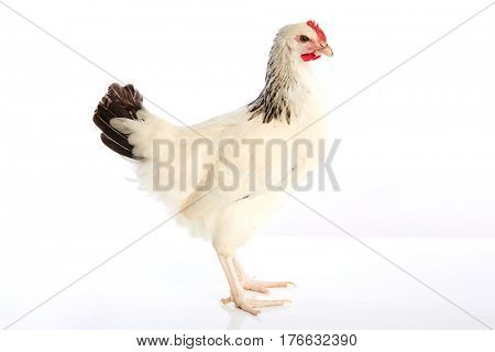 Sussex hen original from England on white background