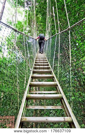 Rainforest Canopy Walkway Borneo Malaysia