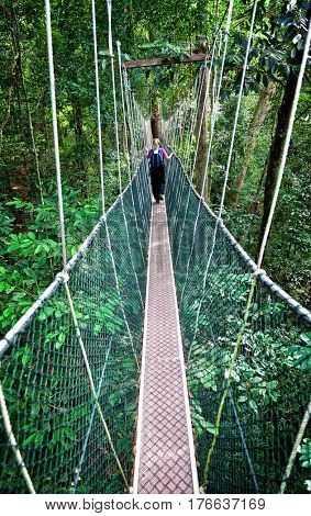 Rainforest Canopy Walkway Borneo Malaysia