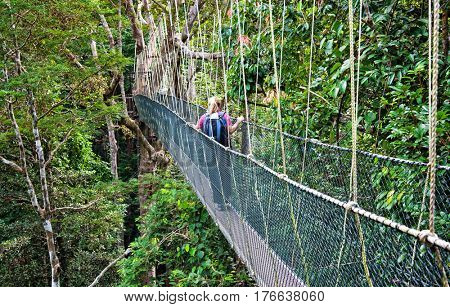 Rainforest Canopy Walkway Borneo Malaysia