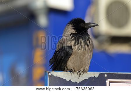 Hooded crow (Corvus cornix) on the market in Kiev.Background - commercial advertisement.March 13 ,2017 in Kiev, Ukraine