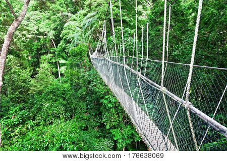 Rainforest Canopy Walkway Borneo Malaysia