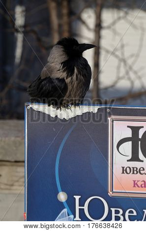 Hooded crow (Corvus cornix) on the market in Kiev.Background - commercial advertisement.March 13 ,2017 in Kiev, Ukraine