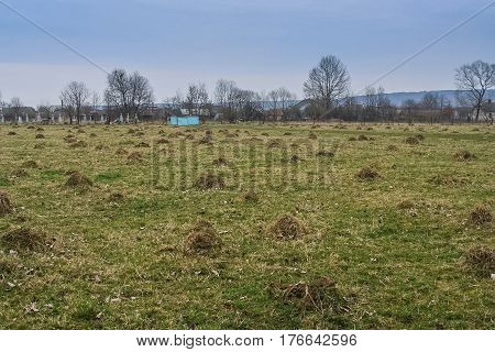 Mole burrows in the meadow near the village of Babin Average of Kalush district of Ivano-Frankivsk region of Ukraine. March 2007