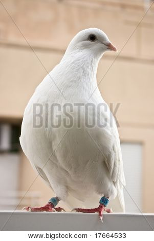 Pigeon