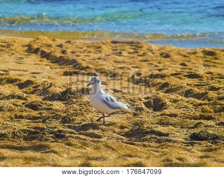 The lovely seagull walking on the beach