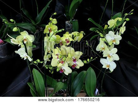Orchids flowers of rare varieties exotic epiphytes